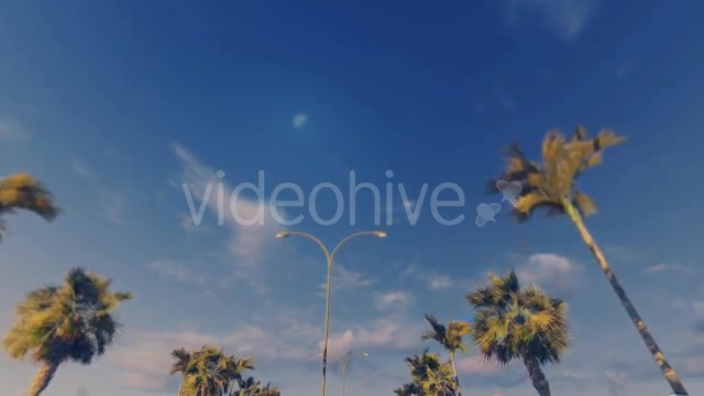 Driving Through Palm Trees Sunset - Download Videohive 16386034