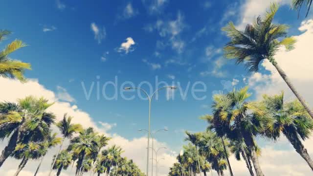 Driving Through PalmTrees Noon - Download Videohive 16385926