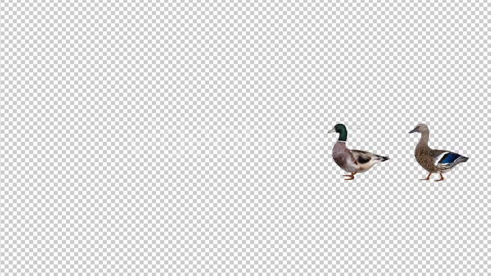 Duck Pair Walking - Download Videohive 19847587