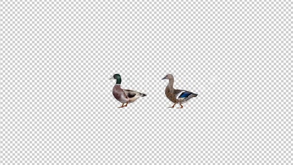 Duck Pair Walking - Download Videohive 19847587