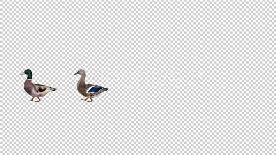 Duck Pair Walking - Download Videohive 19847587