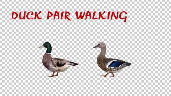 Duck Pair Walking - Download Videohive 19847587