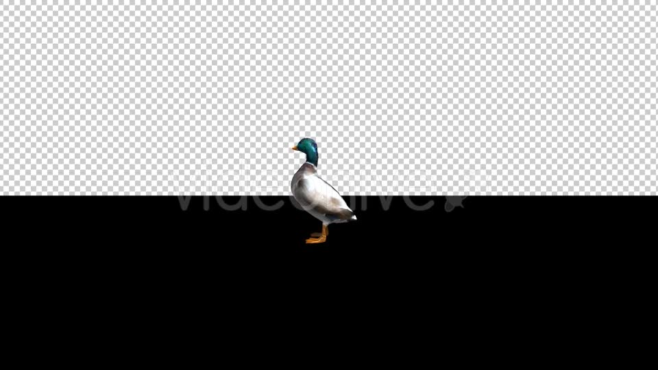 Duck Standing - Download Videohive 20667758