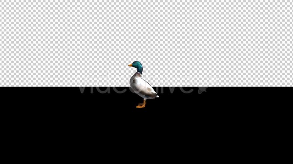 Duck Standing - Download Videohive 20667758