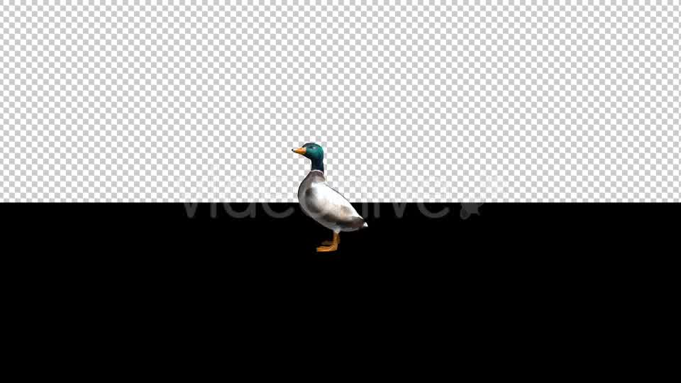 Duck Standing - Download Videohive 20667758