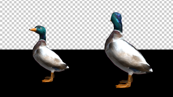 Duck Standing - Download Videohive 20667758