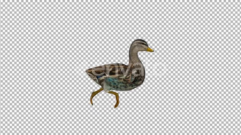 Duck Swimming - Download Videohive 22087429