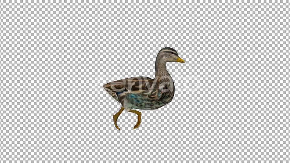 Duck Swimming - Download Videohive 22087429