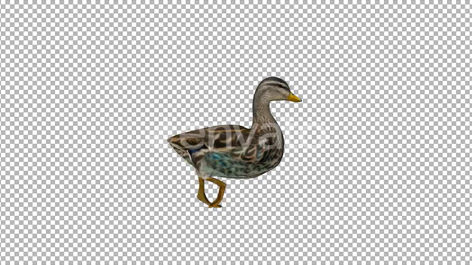 Duck Swimming - Download Videohive 22087429