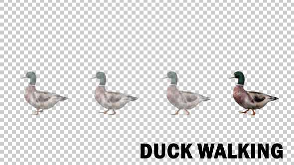 Duck Walk - Download Videohive 19599739