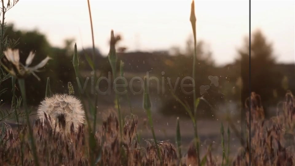 Dust in Motion Organic Particles - Download Videohive 6315369