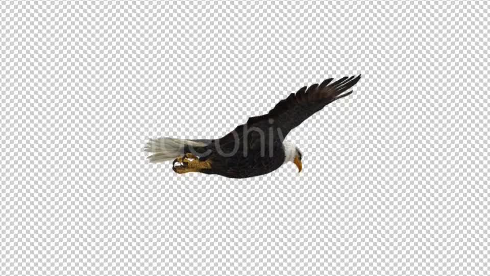 Eagle Flying - Download Videohive 21177019