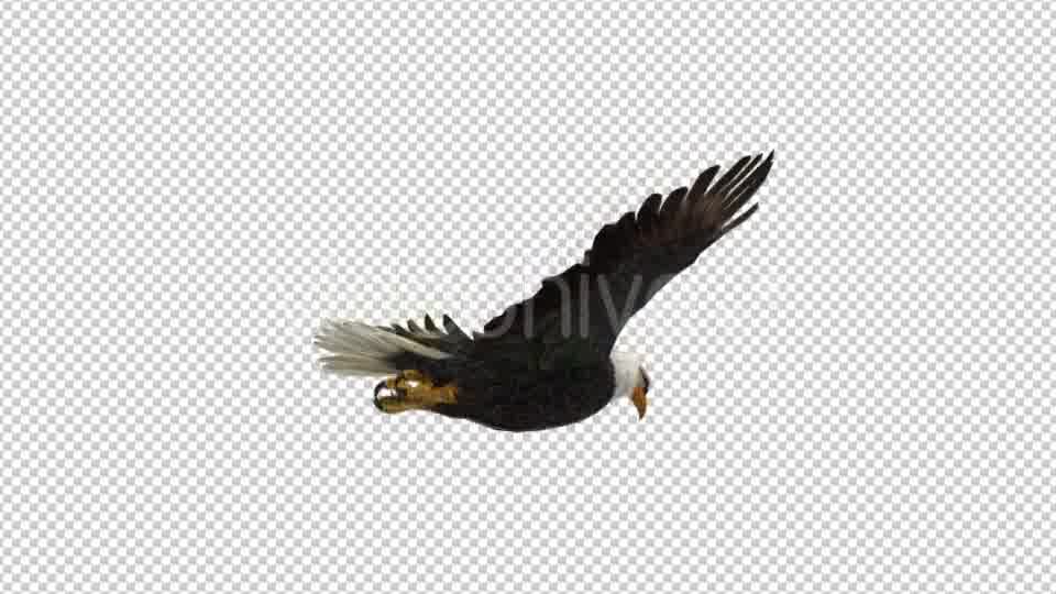 Eagle Flying - Download Videohive 21177019