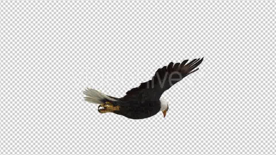 Eagle Flying - Download Videohive 21177019