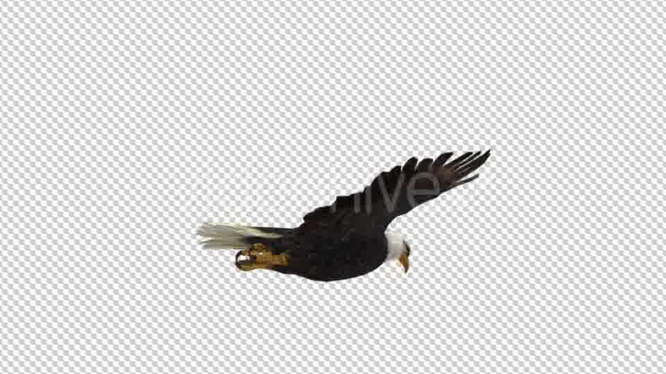 Eagle Flying - Download Videohive 21177019