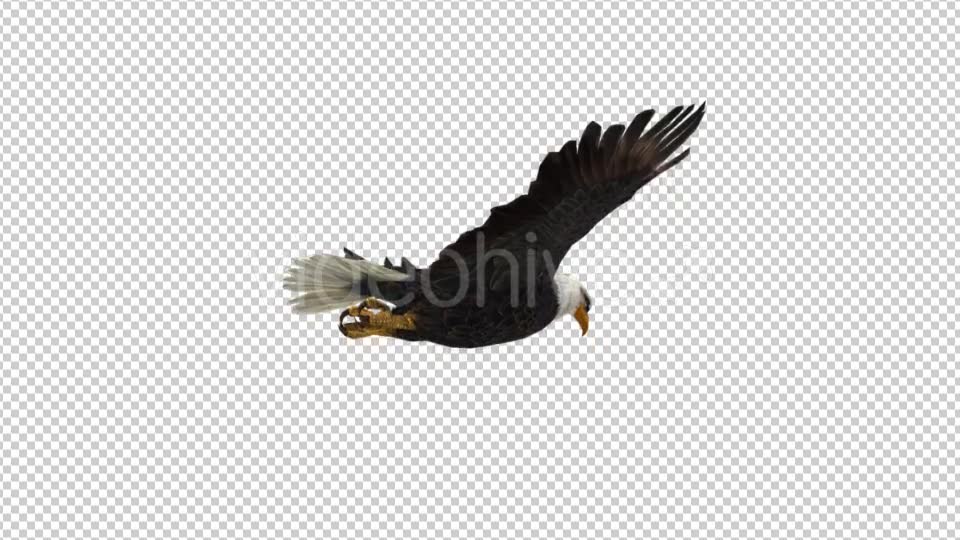 Eagle Flying - Download Videohive 21177019