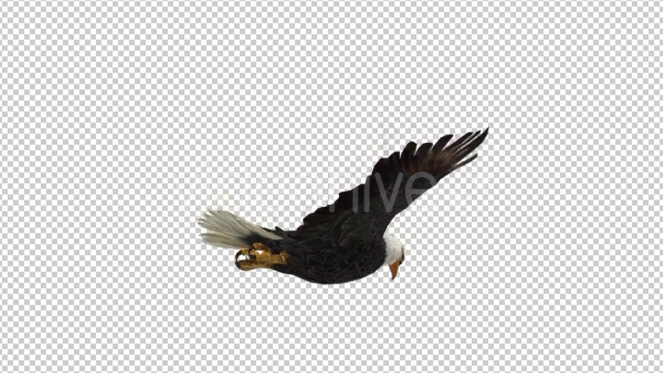 Eagle Flying - Download Videohive 21177019