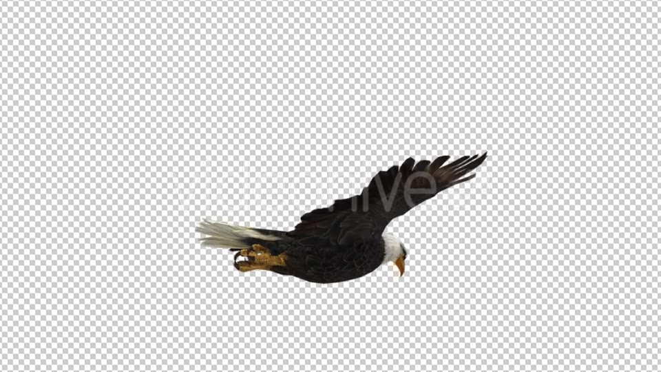 Eagle Flying - Download Videohive 21177019