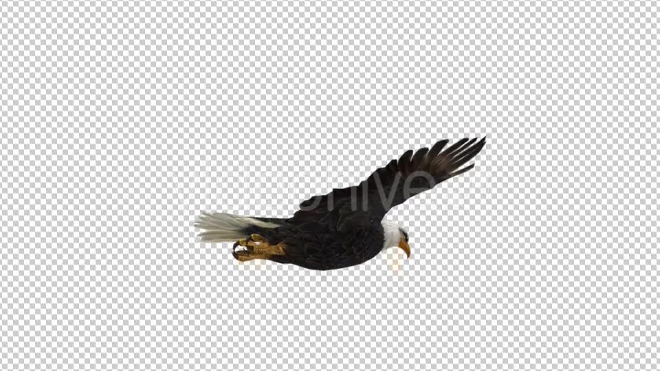 Eagle Flying - Download Videohive 21177019