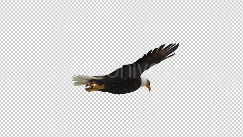 Eagle Flying - Download Videohive 21177019