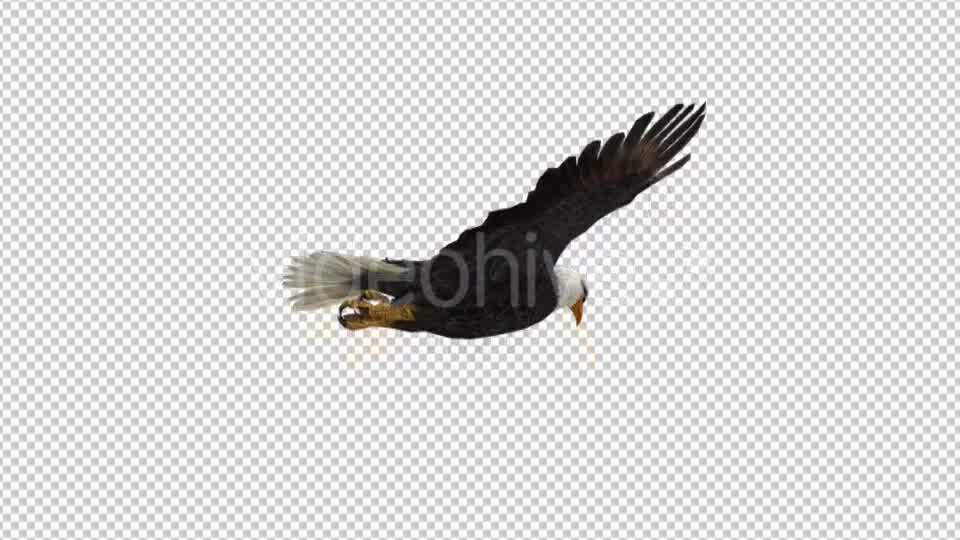 Eagle Flying - Download Videohive 21177019