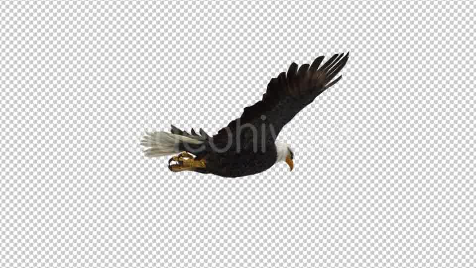 Eagle Flying - Download Videohive 21177019