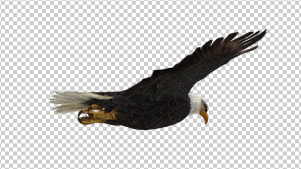 Eagle Flying - Download Videohive 21177019