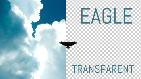 Eagle From Below - Download Videohive 19028756