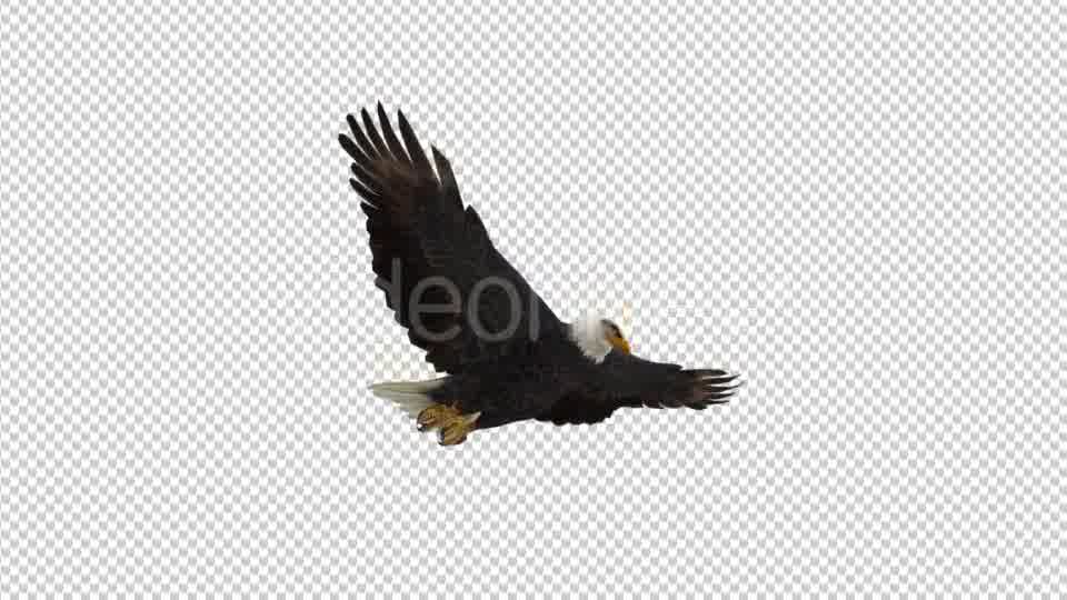 Eagle Gliding - Download Videohive 21177159