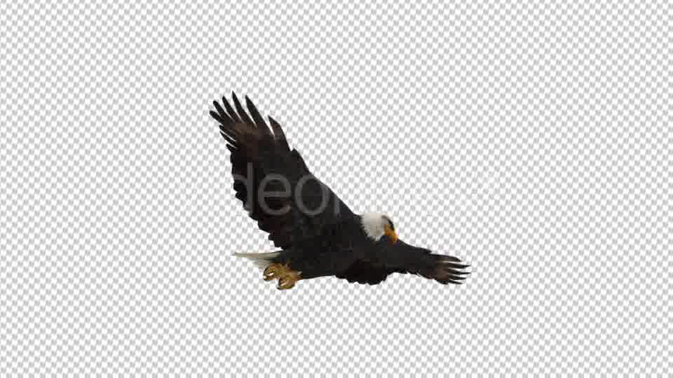 Eagle Gliding - Download Videohive 21177159