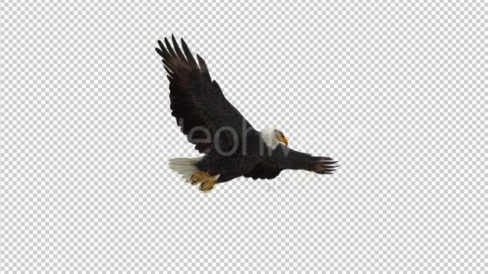 Eagle Gliding - Download Videohive 21177159