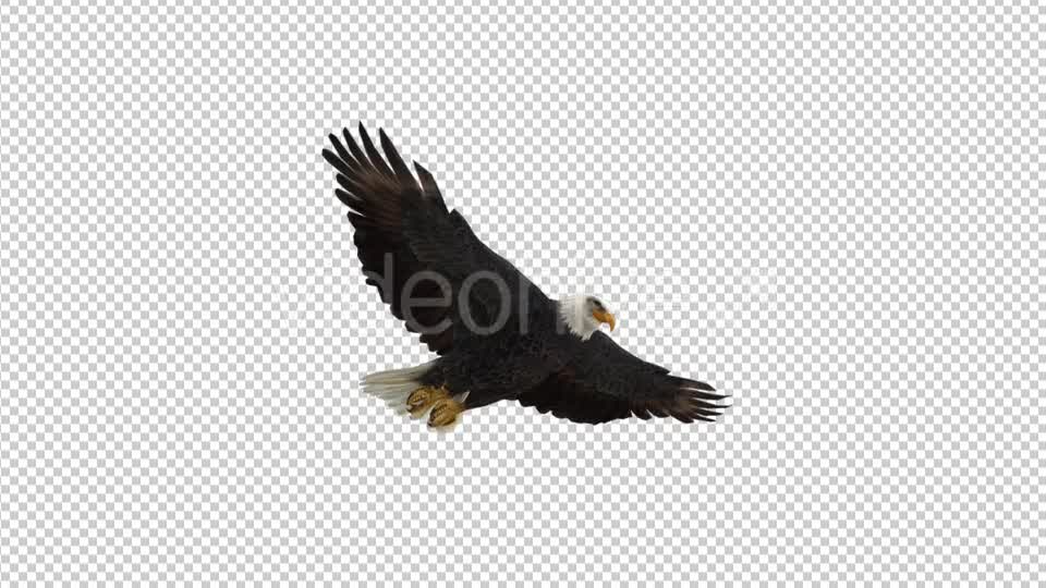 Eagle Gliding - Download Videohive 21177159