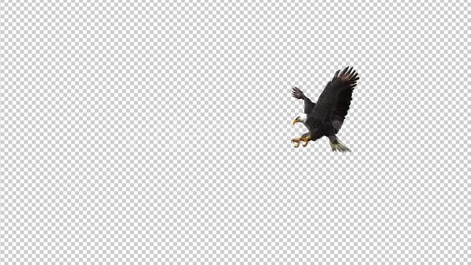 Eagle Landing - Download Videohive 19369484