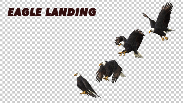 Eagle Landing - Download Videohive 19369484