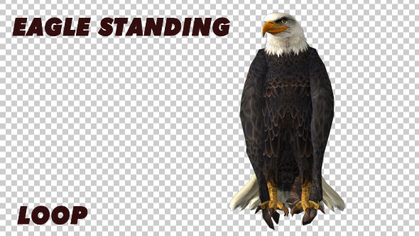 Eagle Standing - Download Videohive 19369536