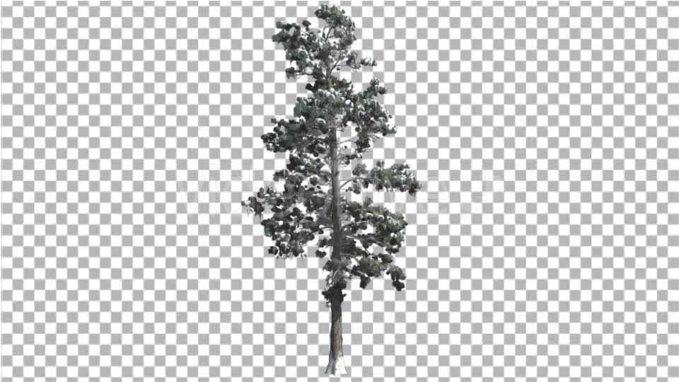 Eastern White Pine Snow on a Branches Thin Tree - Download Videohive 16952091