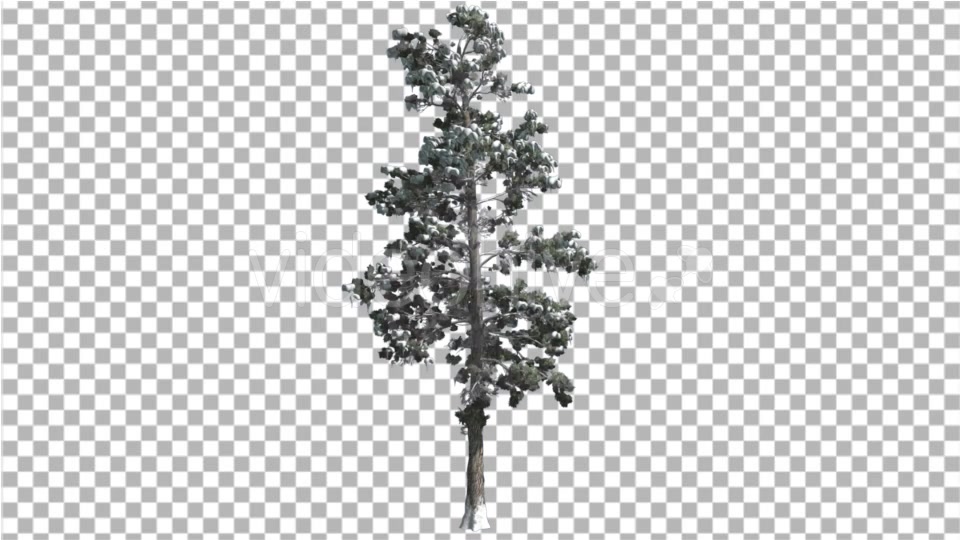 Eastern White Pine Snow on a Branches Thin Tree - Download Videohive 16952091