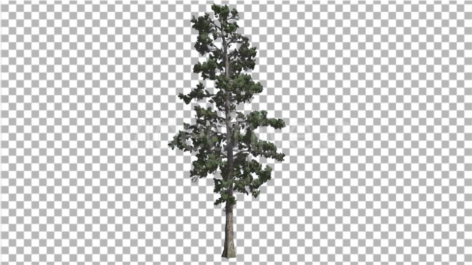 Eastern White Pine With Thin Tree in Summer Tree - Download Videohive 16962826