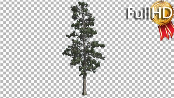 Eastern White Pine With Thin Tree in Summer Tree - Download Videohive 16962826