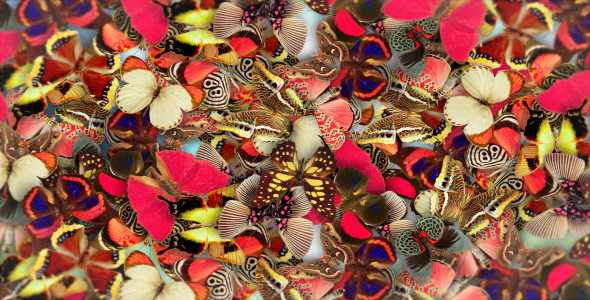 Elegant Butterflies - Download Videohive 6747563