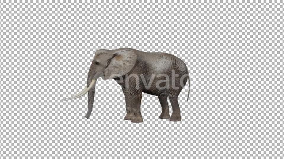 Elephant Attack - Download Videohive 21759959