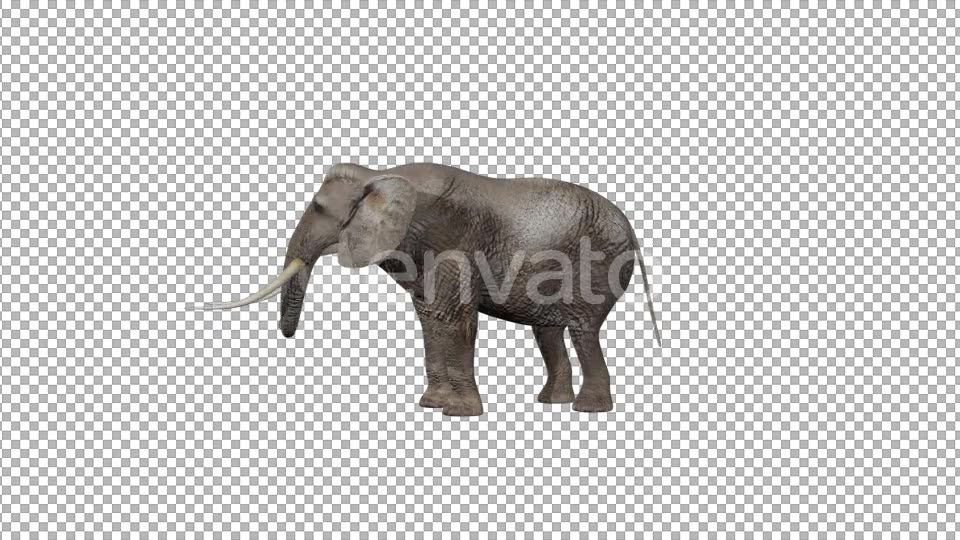 Elephant Attack - Download Videohive 21759959