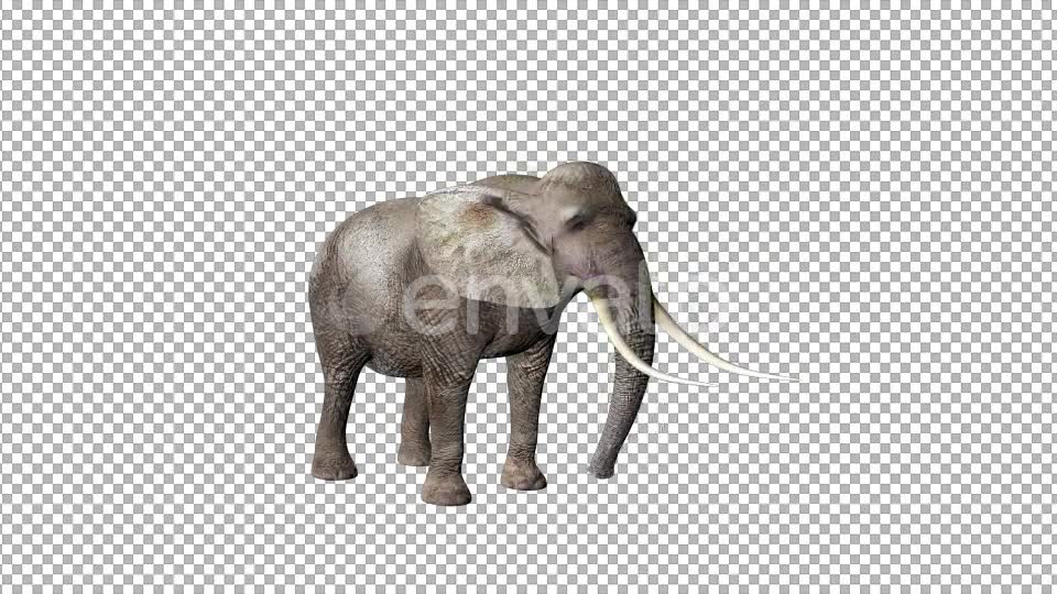 Elephant Eat - Download Videohive 22081993