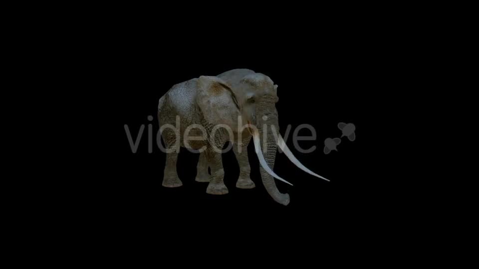 Elephants Death 2 Scene - Download Videohive 20039521