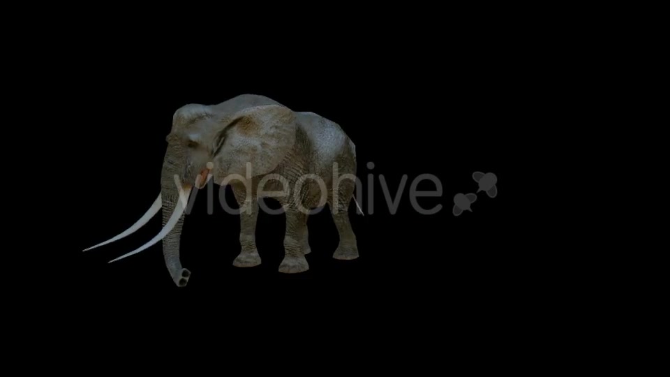 Elephants Death 2 Scene - Download Videohive 20039521