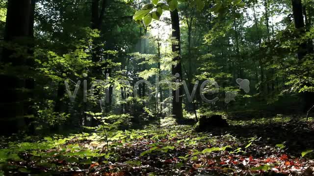 Epic Forest  Videohive 2629873 Stock Footage Image 1
