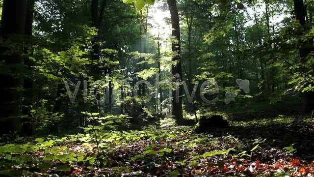 Epic Forest  Videohive 2629873 Stock Footage Image 2