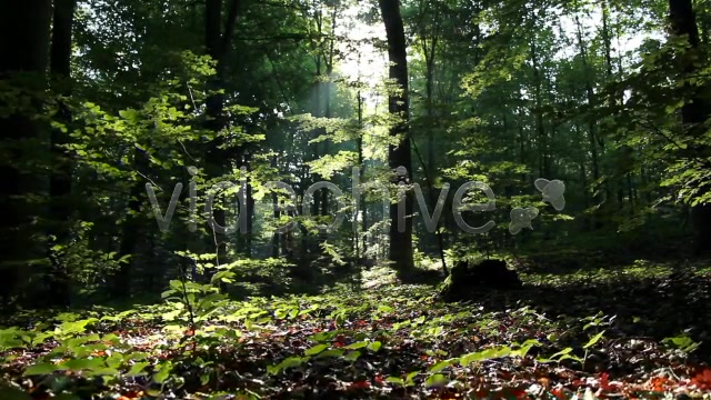Epic Forest  Videohive 2629873 Stock Footage Image 3