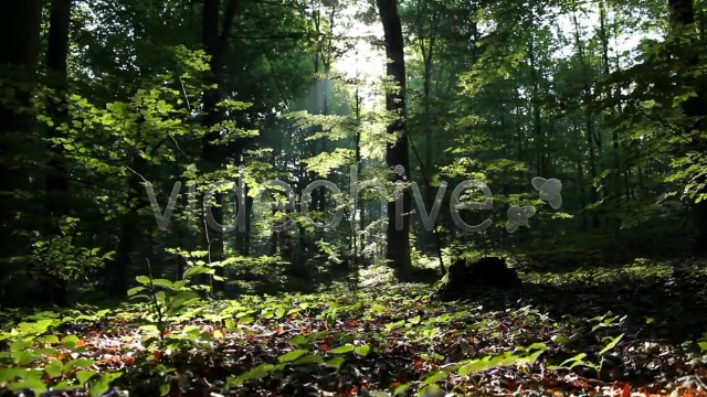 Epic Forest  Videohive 2629873 Stock Footage Image 4