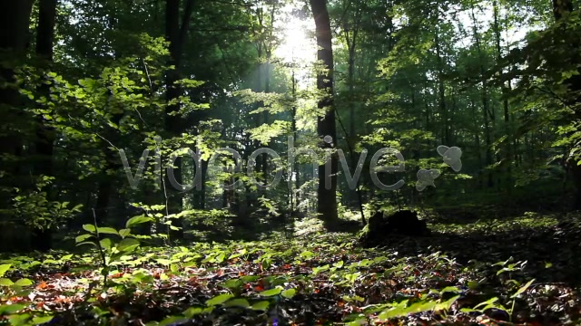 Epic Forest  Videohive 2629873 Stock Footage Image 5